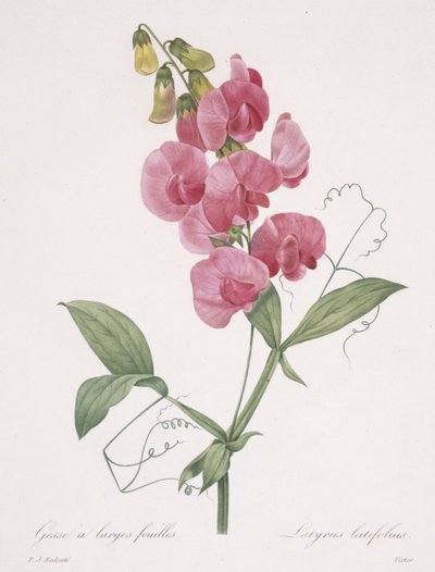 Lathyrus latifolius (Everlasting Pea), 1827 by Pierre Joseph Redouté